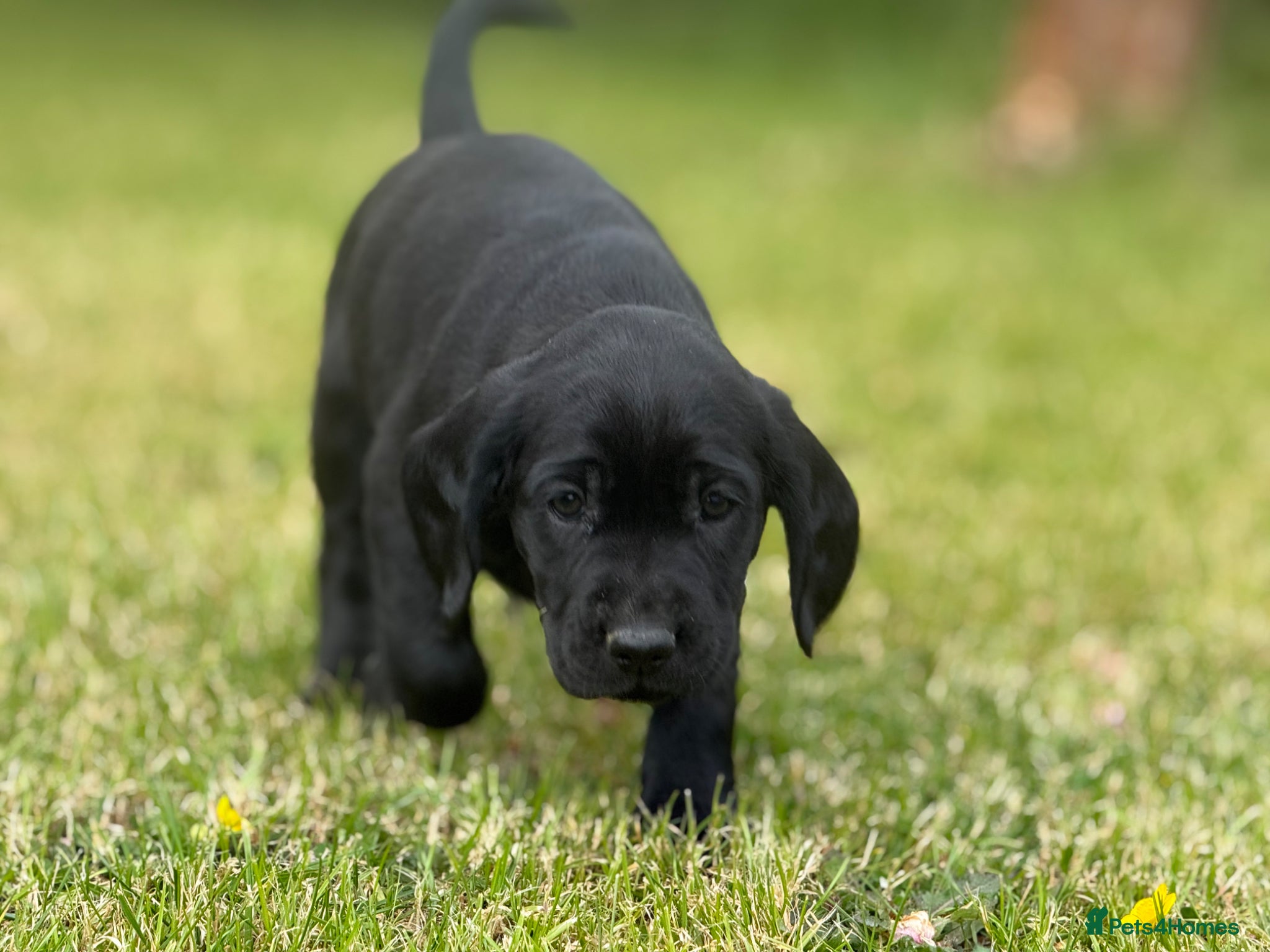 Springador dogs for sale: Spaniel x Labrador puppies  - Advert 21