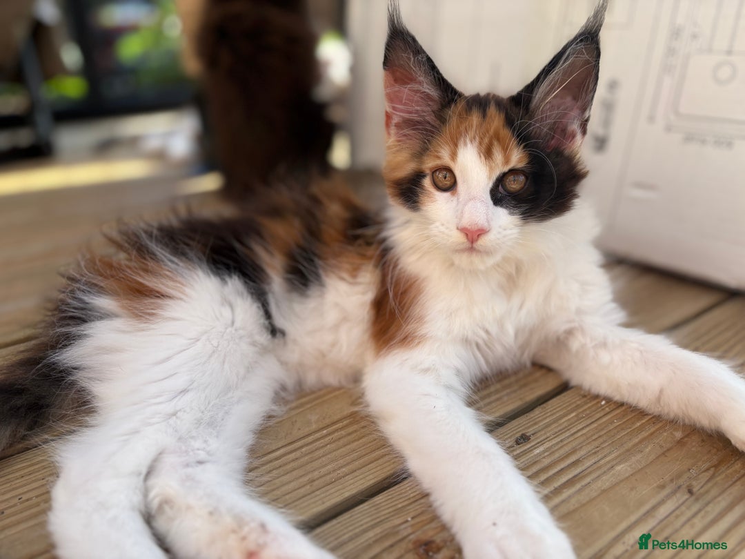 Maine Coon cats for sale: Maine Coon Kittens ❤️ GCCF and TICA registered  - Image 5