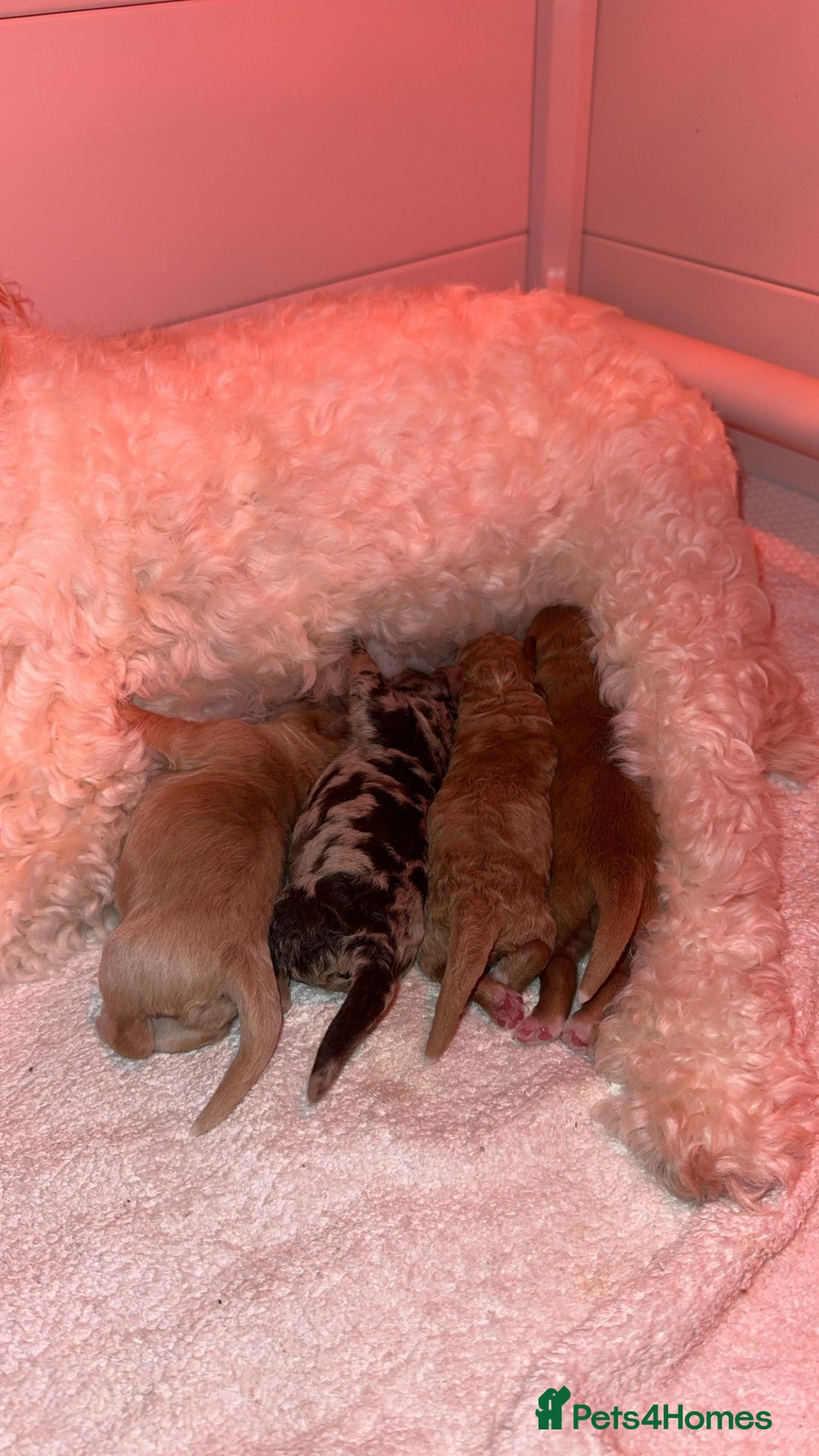 Cavapoo dogs for sale: F1B Cavapoo Puppies - Advert 8