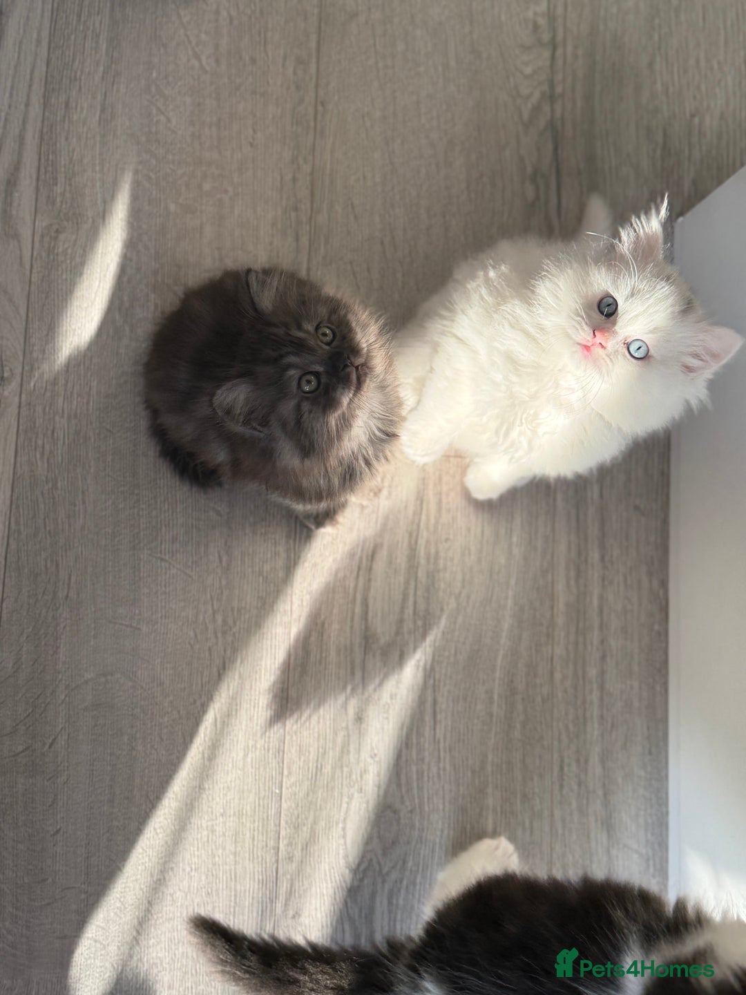 Persian cats for sale: Persian  - Advert 8