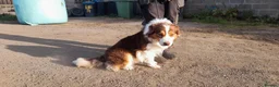 Border Collie dogs for sale: Border Collie Pups - Advert 5