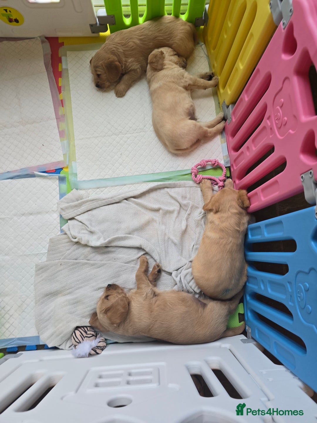 Labradoodle dogs for sale: F1 MINI LABRADOODLES ready to leave 3rd dec  - Advert 21