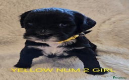 Tibetan Terrier dogs for sale: Adorable fluffy TToodle puppies  - Image 25