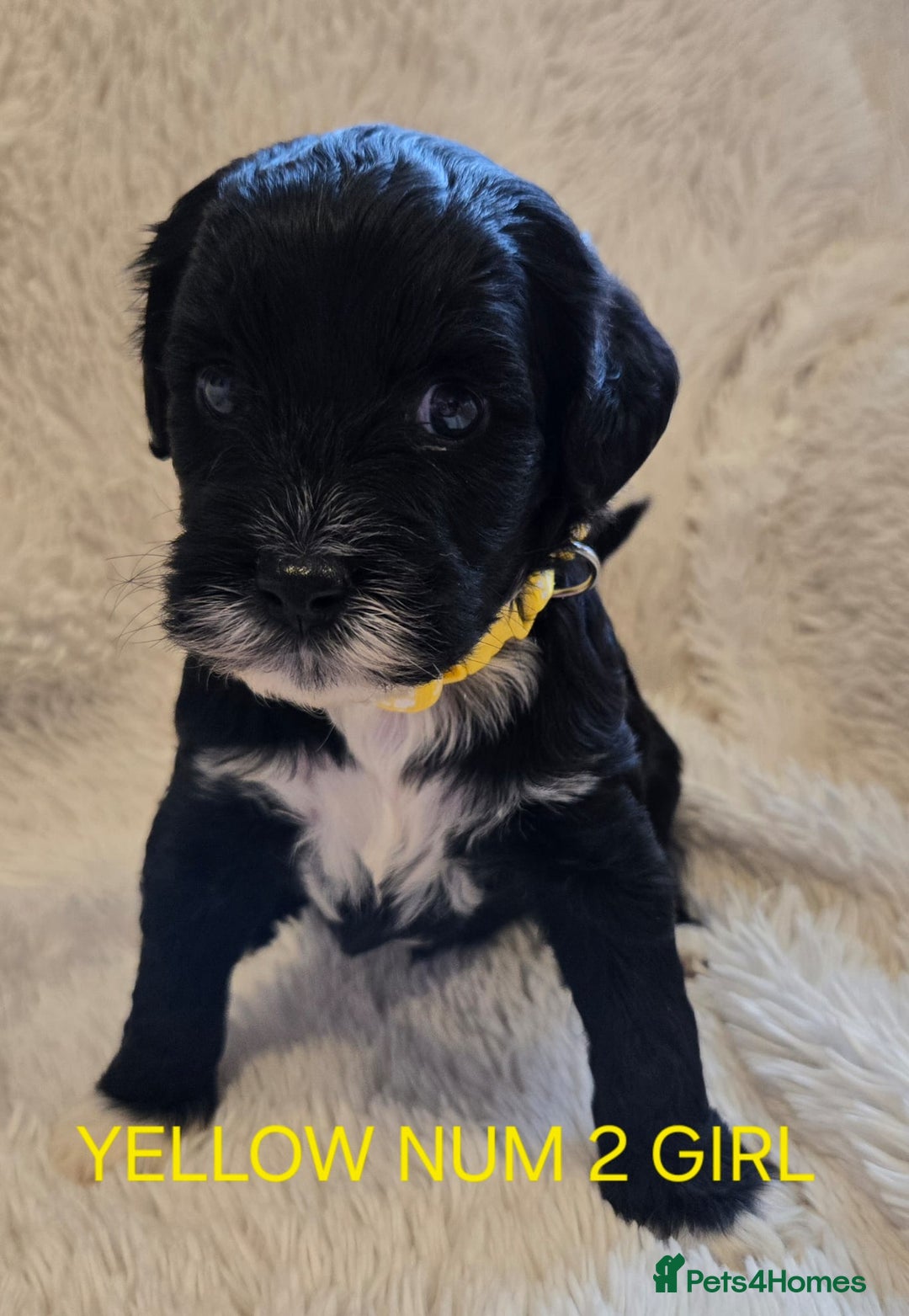 Tibetan Terrier dogs for sale: Adorable fluffy TToodle puppies  - Image 25
