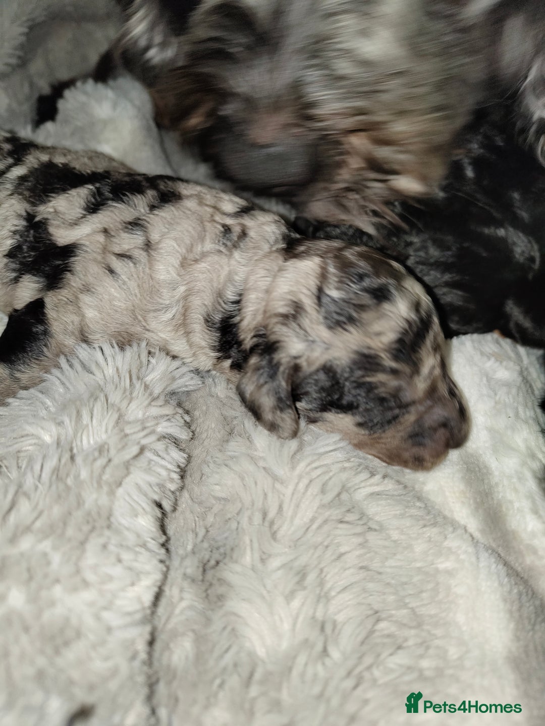 Cockapoo dogs for sale: Beautiful F1b toy cockapoos - Advert 6