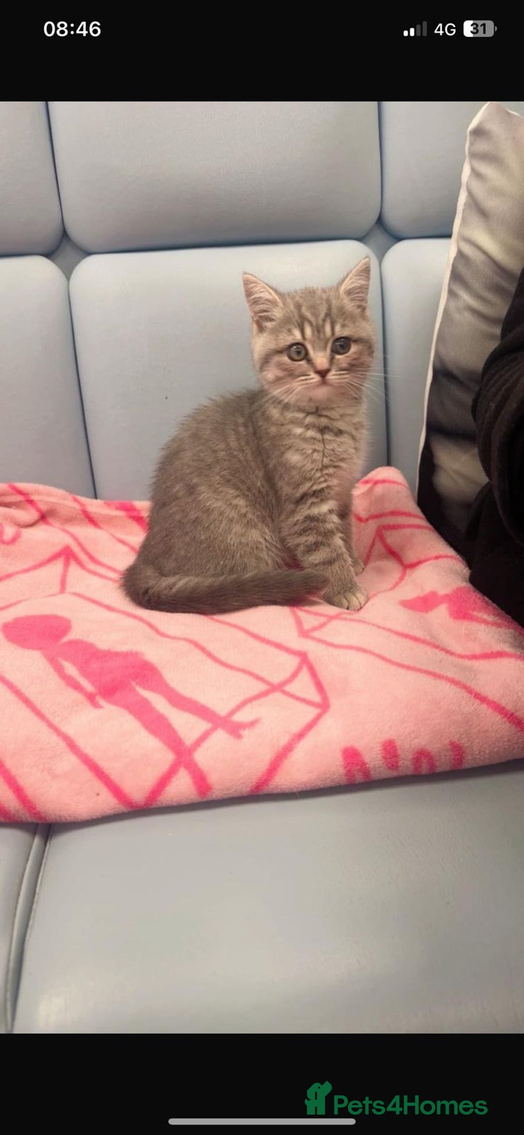 British Shorthair cats for sale: British short hair - Advert 2