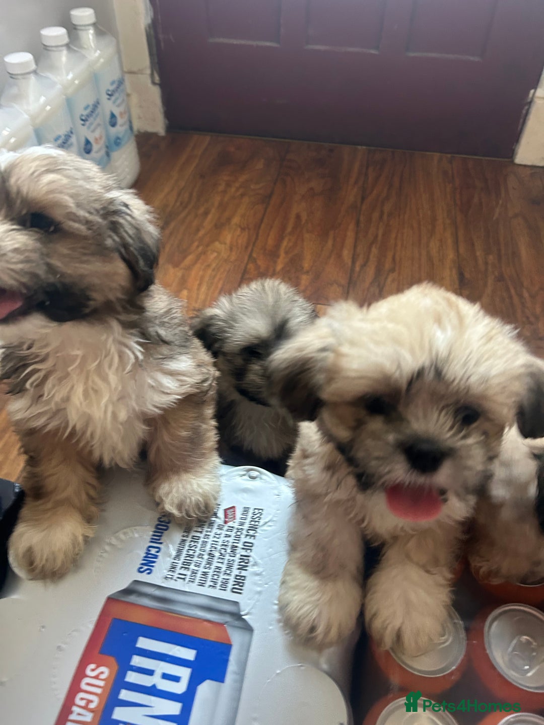 Lhasa Apso dogs for sale: Lhasa apso puppies  - Image 5