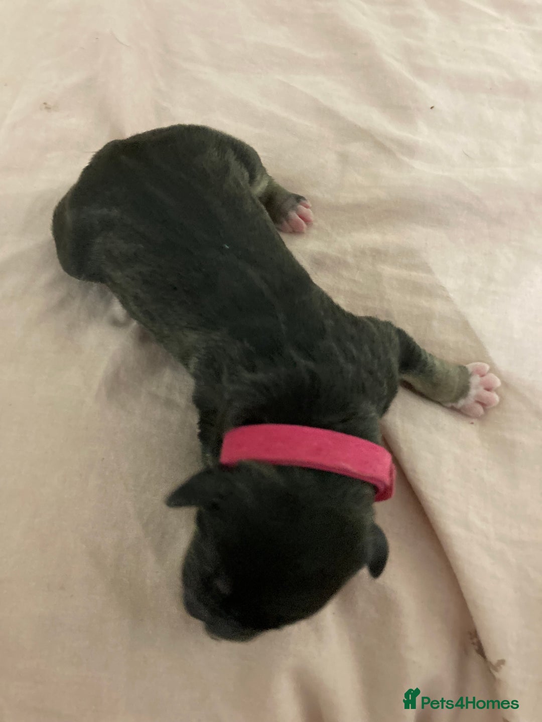 Mixed Breed dogs for sale: Mastiff x Staffy Puppies  - Advert 29