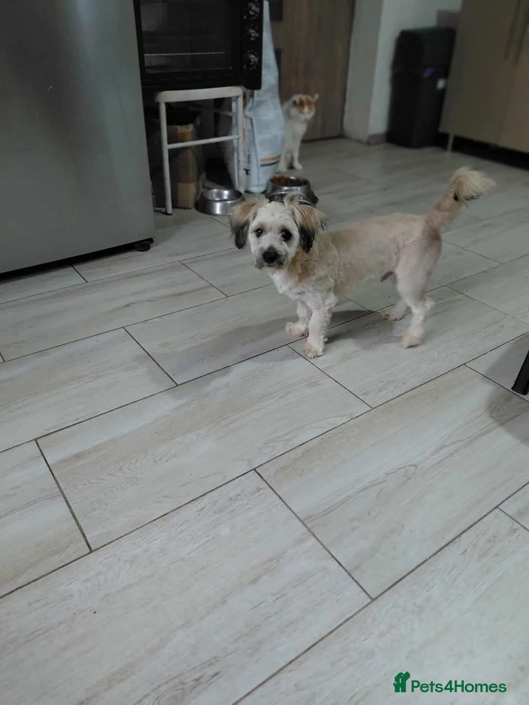 Mixed Breed dogs for adoption: Vasi 💕 - Advert 4