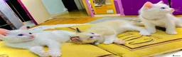Ragdoll cats for sale: ragdoll kitten different eye colours  - Advert 16