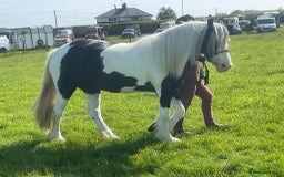 Irish Cob horses for sale: Dolly  - Image 8