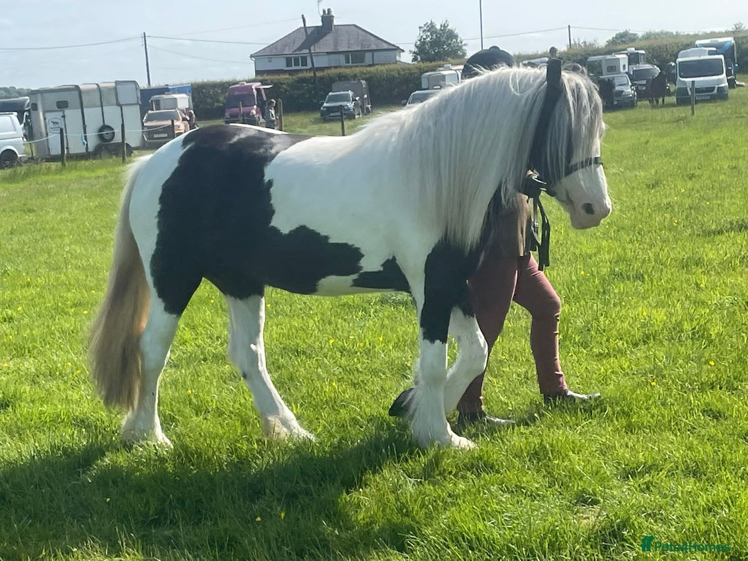 Irish Cob horses for sale: Dolly  - Image 8