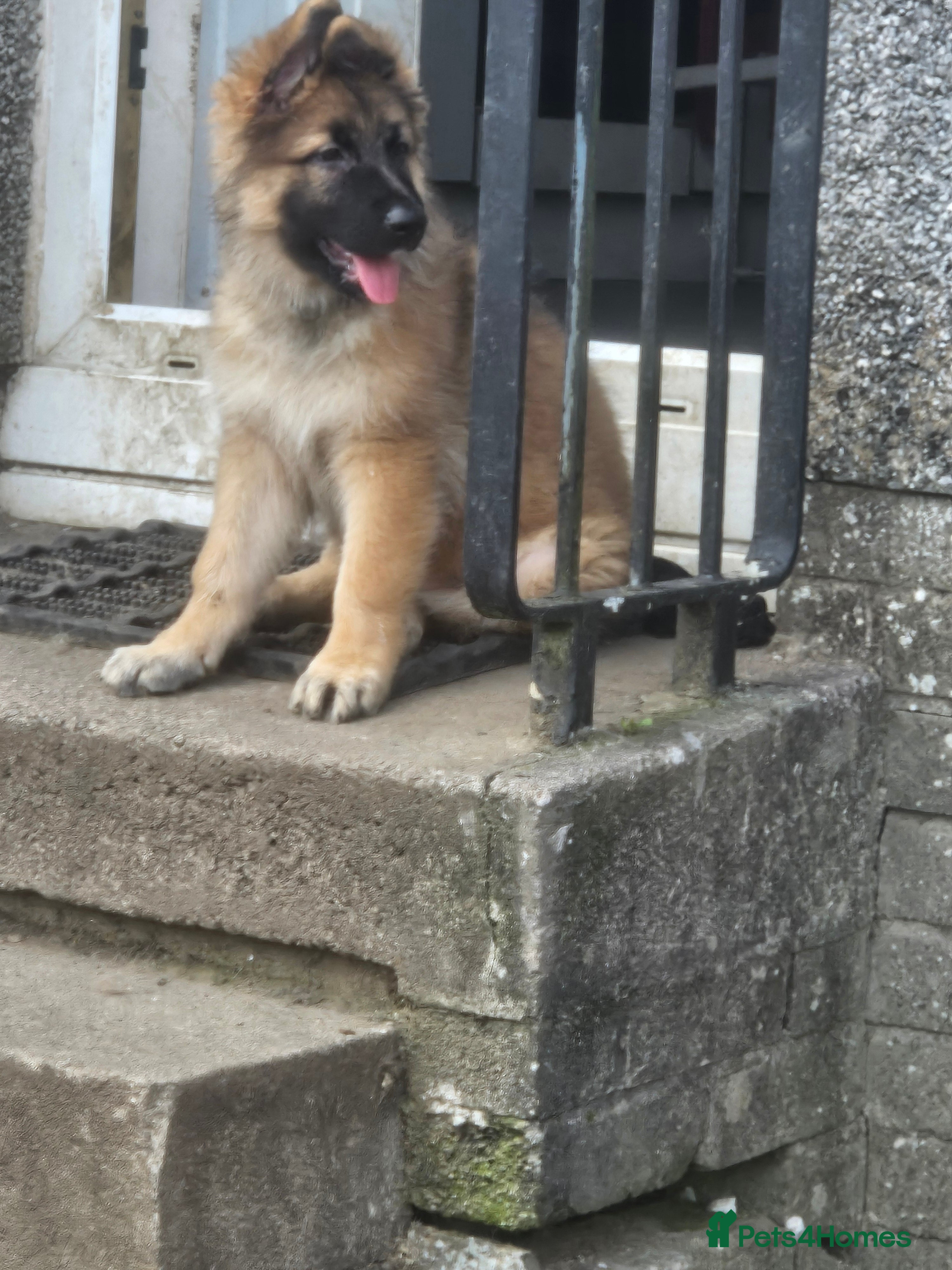 German Shepherd dogs Long haired German shepherd pups  - Advert 2