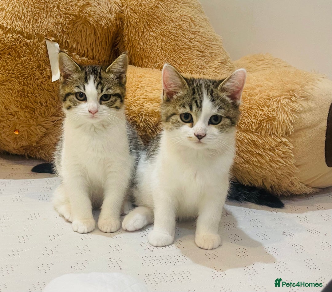 British Shorthair cats for sale: 3 Beautiful female kittens  - Image 5