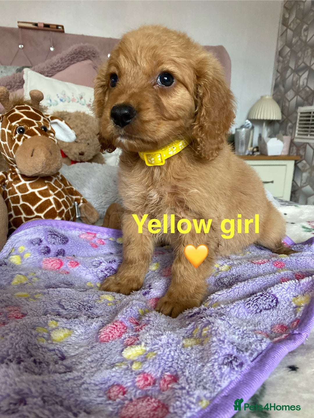Cockapoo dogs for sale: Cockapoo puppies 💜 - Advert 14
