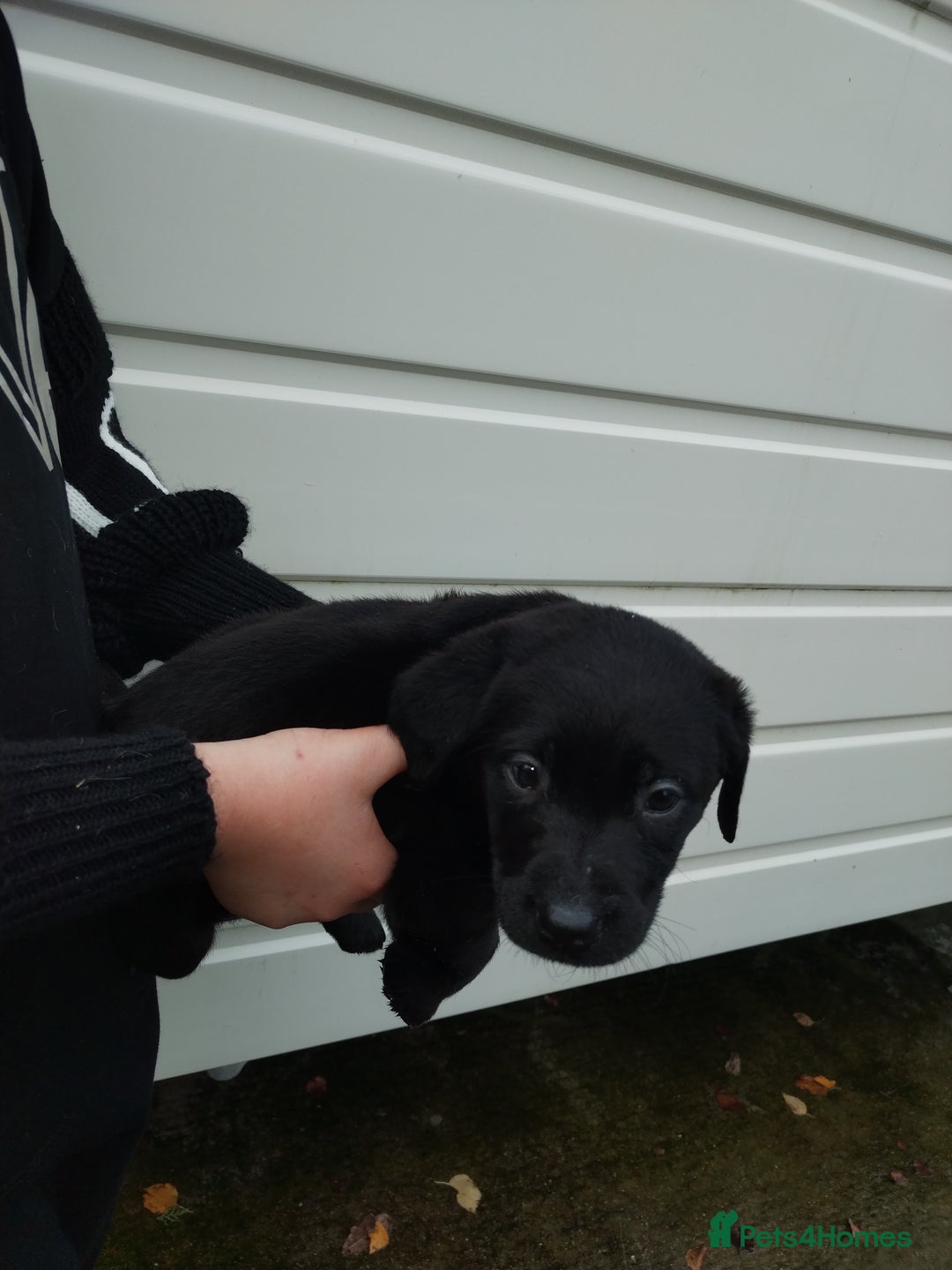 Labrador Retriever dogs for sale: Labrador puppies  - Advert 18