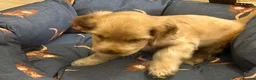 Cocker Spaniel dogs for sale: Show type Cocker Spaniel - Advert 4