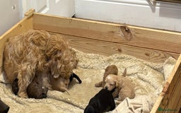 Mixed Breed dogs for sale: Poodle / bichon frise X puppies  - Image 7