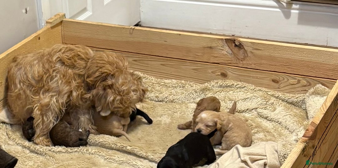 Mixed Breed dogs for sale: Poodle / bichon frise X puppies  - Image 7