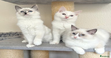 Ragdoll cats - Advert 3