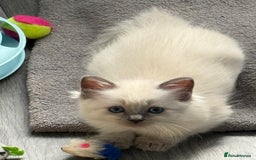 Ragdoll cats for sale: Stunning bluepoint Ragdoll kittens - Image 24
