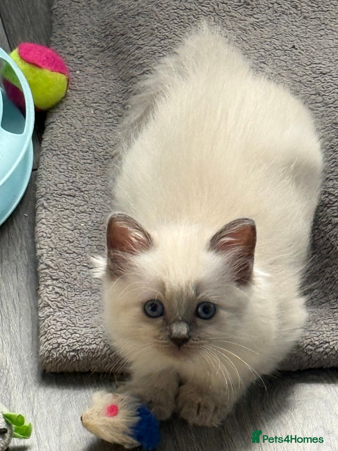 Ragdoll cats for sale: Stunning bluepoint Ragdoll kittens - Image 24