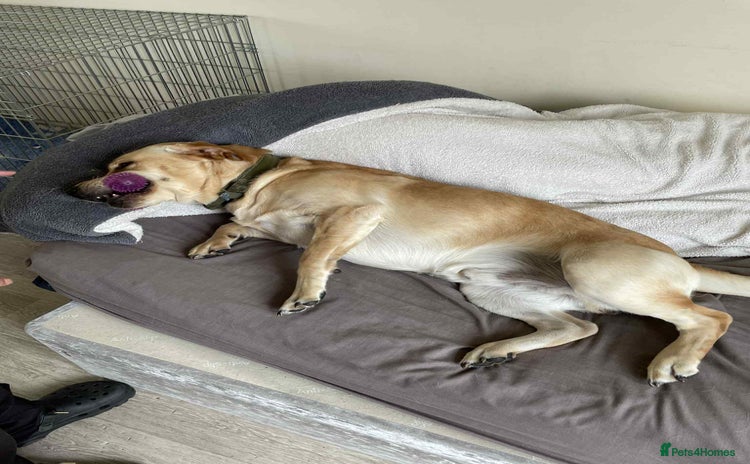 Labrador Retriever dogs - Advert 1
