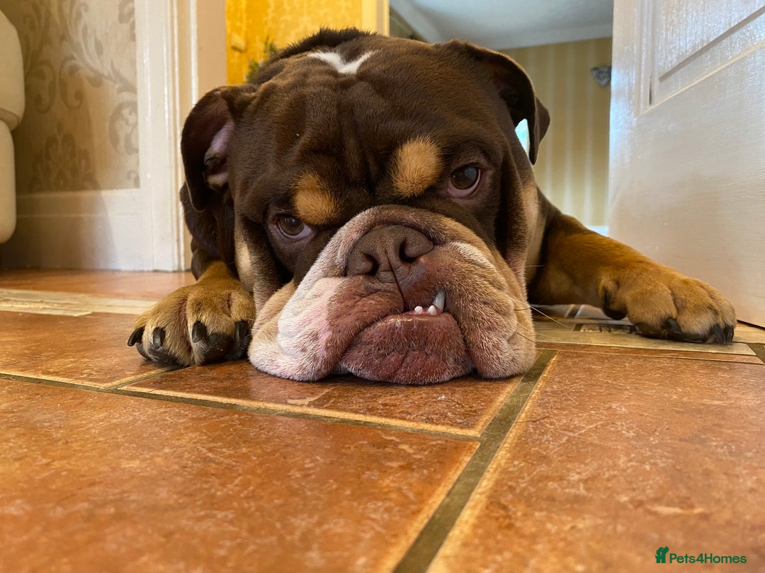 English Bulldog dogs for stud: Exclusive Tri-Colour Chocolate English Bulldog  - Image 17