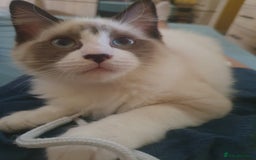 Ragdoll cats for sale: Four adorable ragdolls available  in Chatham - Image 3