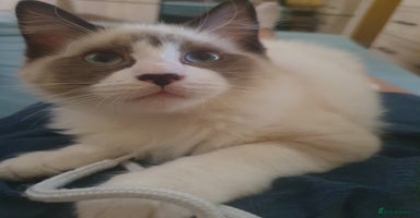Ragdoll cats in Chatham - Advert 14