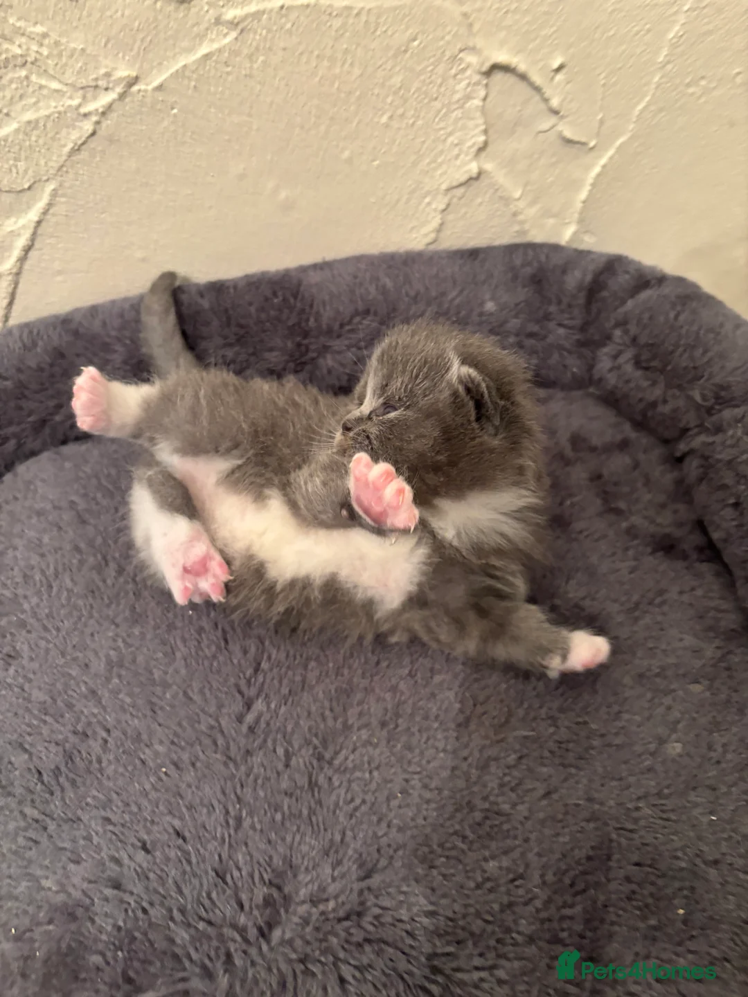 Ragdoll cats for sale: Ragdoll x British shorthair  - Advert 7