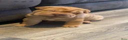 Shar Pei dogs for sale: 7 WEEKS Beautiful KC Registered Shar Pei Puppies - Advert 16