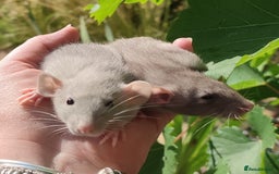 Rat rodents for sale: Agouti , cinnamon, blue and hooded Dumbo rats  - Image 19