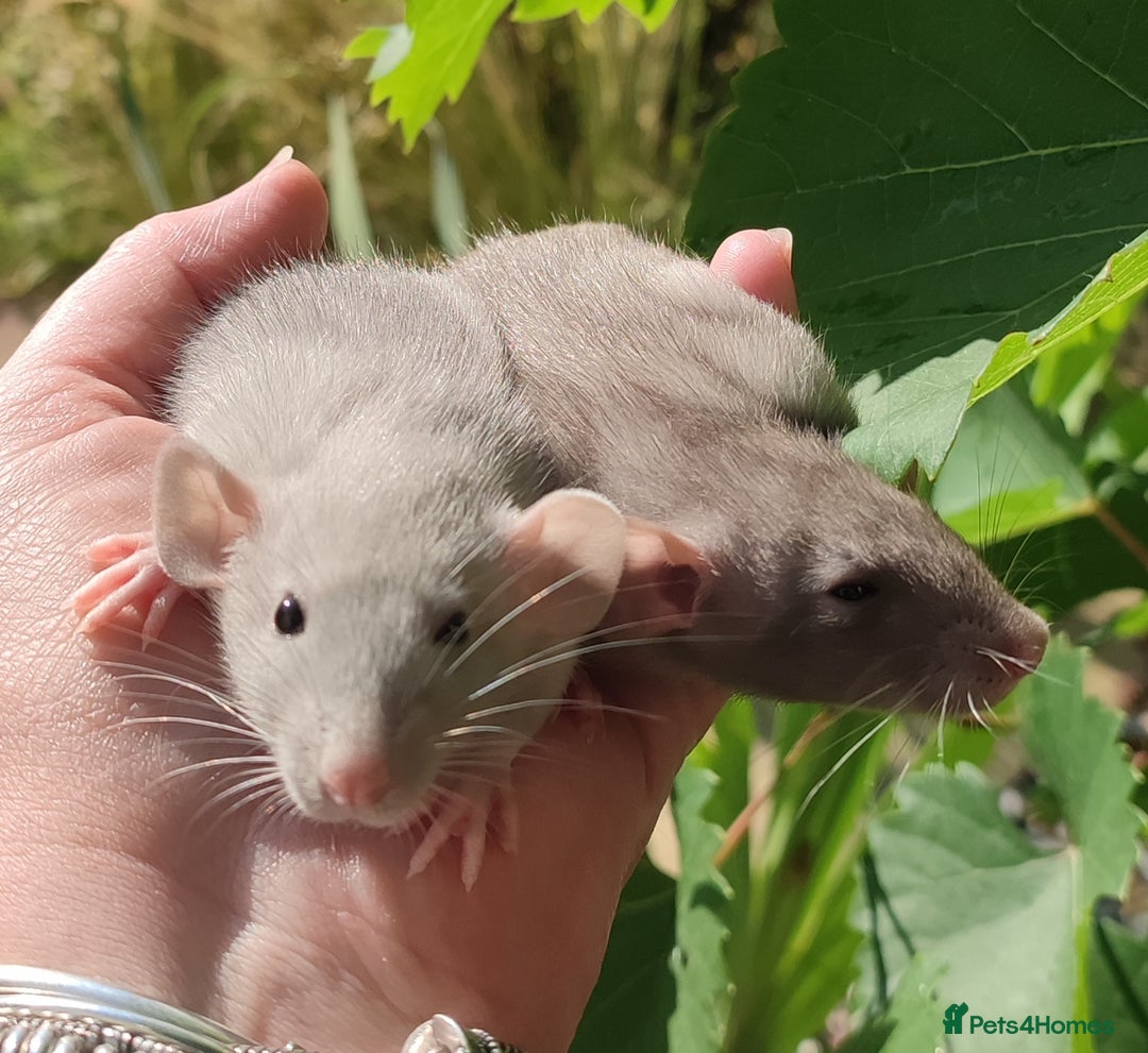 Rat rodents for sale: Agouti , cinnamon, blue and hooded Dumbo rats  - Image 19