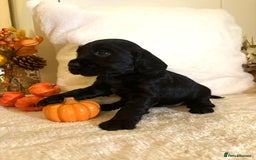 Cocker Spaniel dogs for sale: Cocker spaniel puppy - Image 1