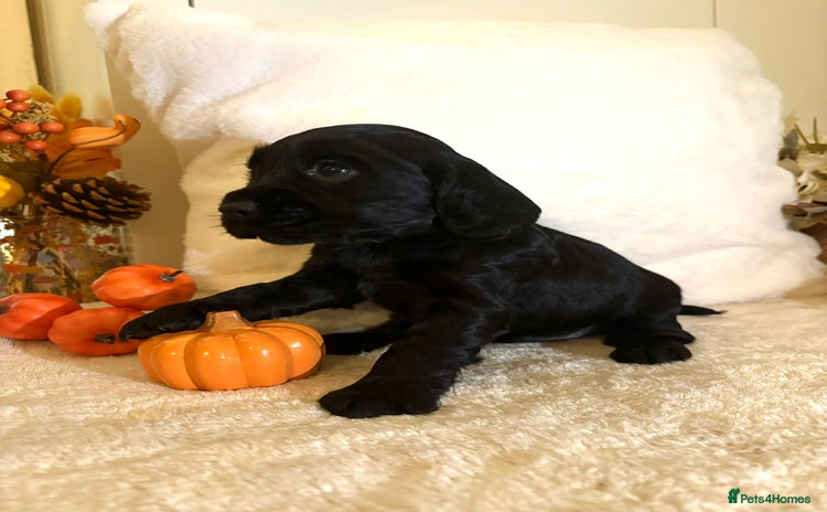 Cocker Spaniel dogs - Advert 9