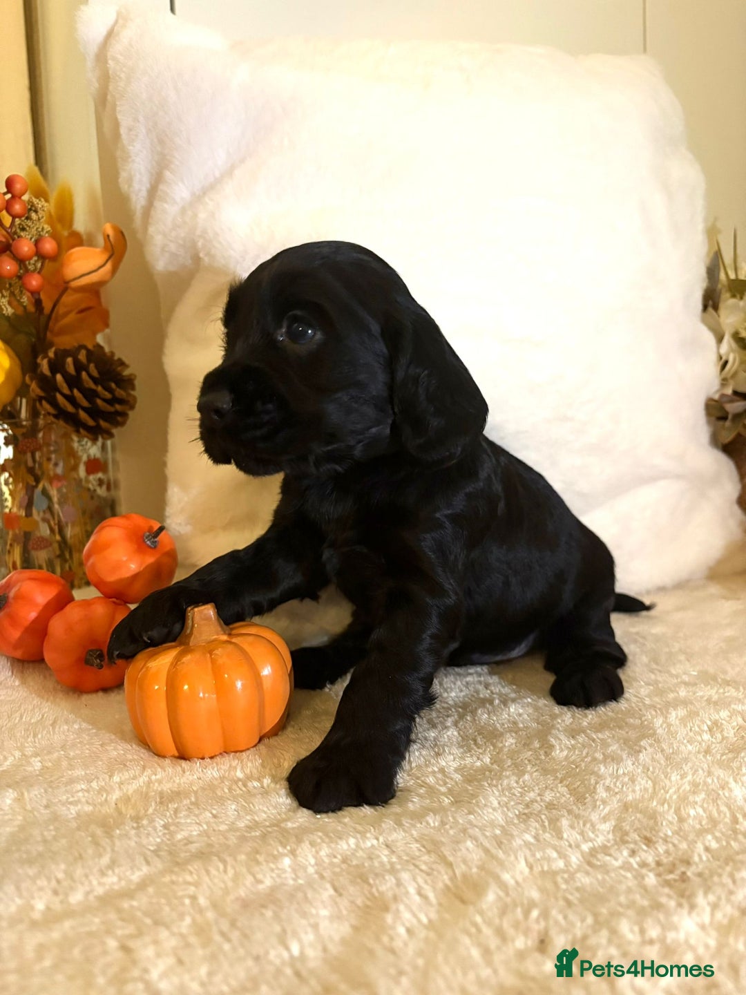 Cocker Spaniel dogs for sale: Cocker spaniel puppy - Image 1