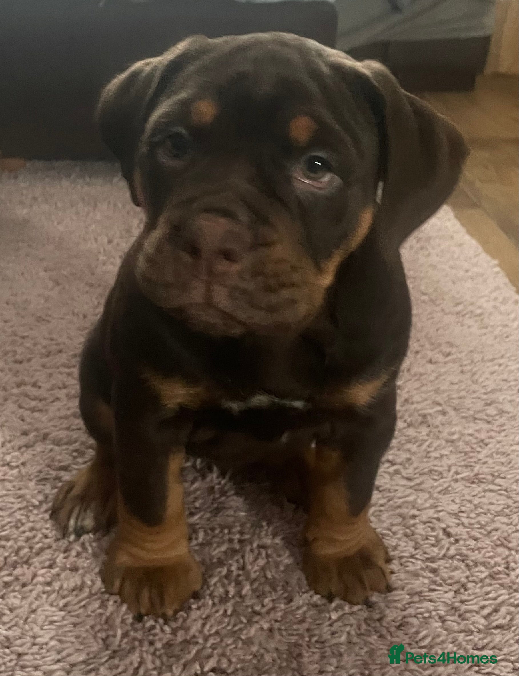 Olde English Bulldogge dogs NEBBR registered Olde English bulldogge puppies - Advert 4