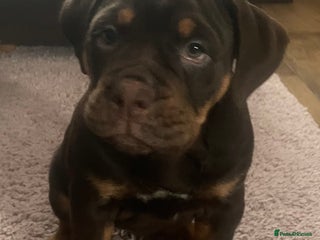 Olde English Bulldogge dogs NEBBR registered Olde English bulldogge puppies - Advert 4