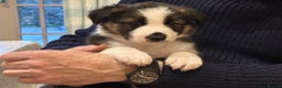 Border Collie dogs for sale: Adorable Border Collies for Sale - Advert 4