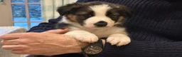 Border Collie dogs for sale: Adorable Border Collies for Sale - Advert 14