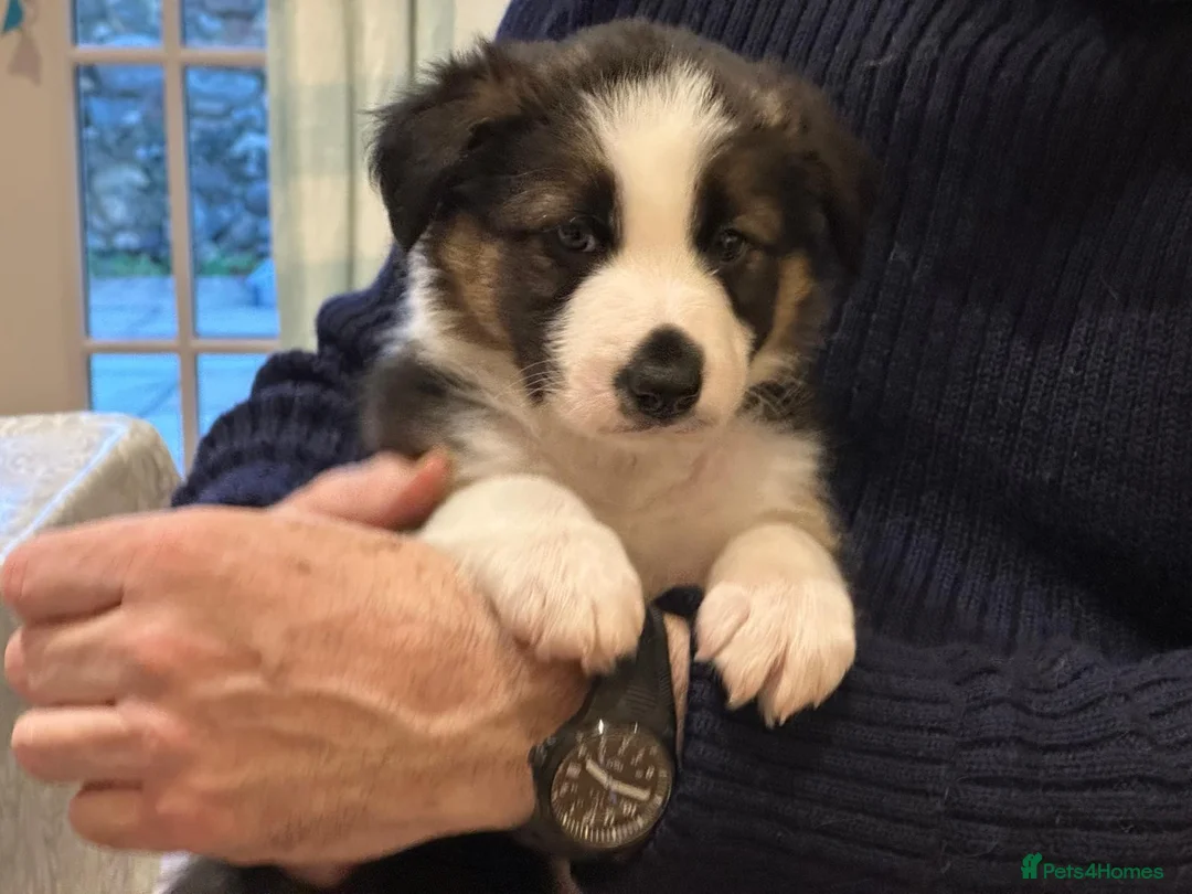 Border Collie dogs for sale: Adorable Border Collies for Sale - Advert 14