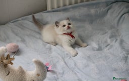 Ragdoll cats for sale: Active TICA princesses 👑❤️🩷💜 - Image 10