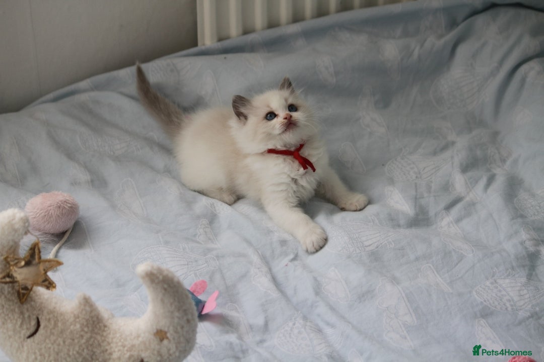 Ragdoll cats for sale: Active TICA princesses 👑❤️🩷💜 - Image 10