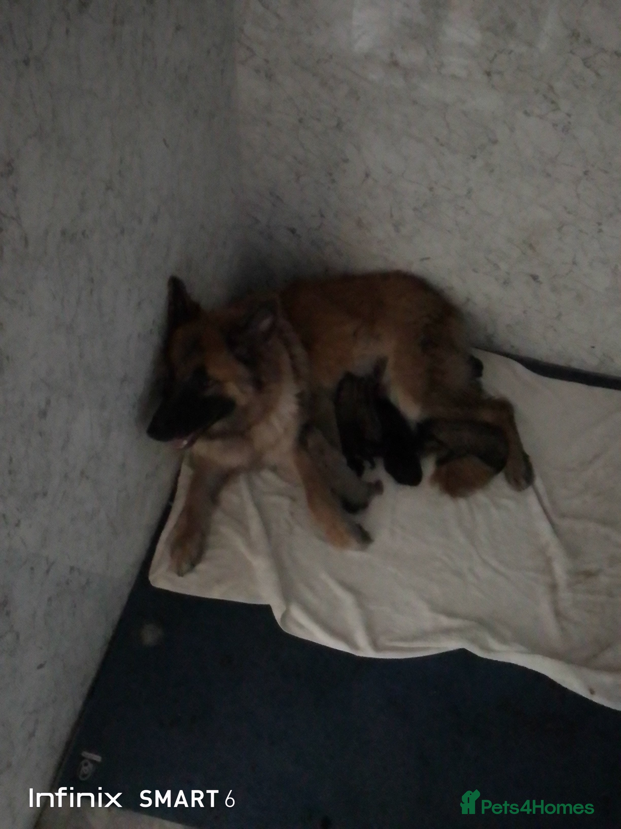 German Shepherd dogs Mercy's pups - Advert 8