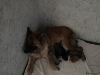German Shepherd dogs Mercy's pups - Advert 8
