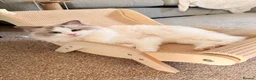 Ragdoll cats for sale: Gccf ragdoll for rehome - Advert 3