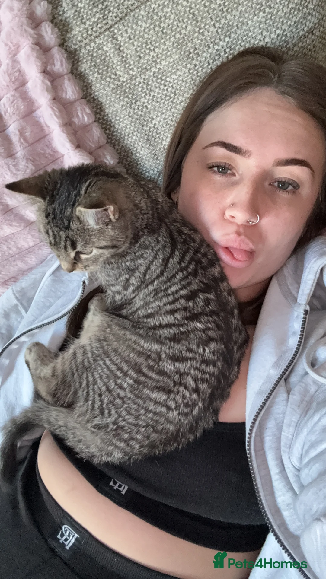 Mixed Breed cats for sale: Ronnie, blue Russian x maincoone - Advert 3