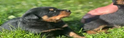 Rottweiler dogs for sale: KC registered rottweiler puppies - Advert 2