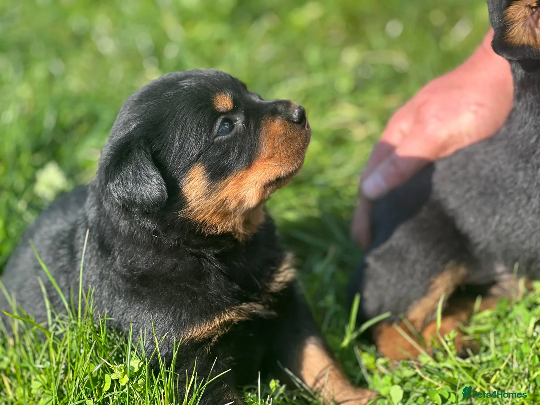 Rottweiler dogs for sale: KC registered rottweiler puppies - Advert 2